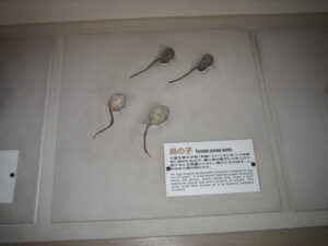 Iga Ueno Ninjutsu Museum, courtesy of Jeremy Hall